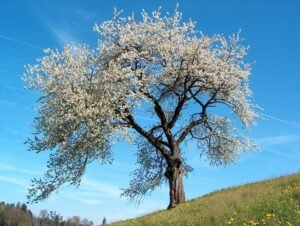 London in Spring