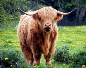 Meet the Highland Cows