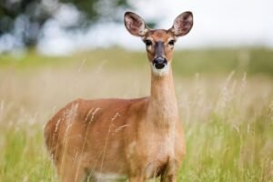 Wildlife Watching in Scotland