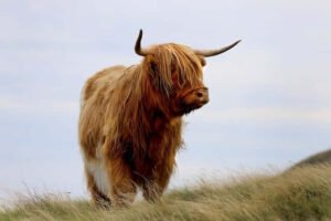 Why Visit Scotland
